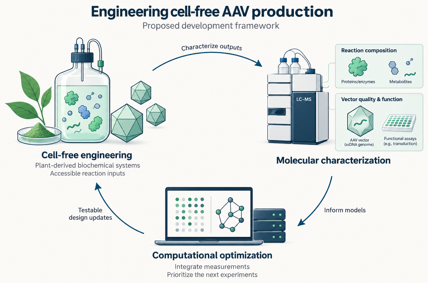 Diagram titled “Engineering cell-free AAV production — proposed development framework.” Three stages form a loop. Cell-free engineering, drawn as a reaction vessel with plant leaves, enzymes and viral capsid particles, uses plant-derived biochemical systems and accessible reaction inputs. Its outputs are characterized by an LC–MS instrument, which measures reaction composition — proteins, enzymes and metabolites — alongside vector quality and function, including the AAV vector with its single-stranded DNA genome and functional assays such as transduction. Those measurements inform computational optimization, shown as a laptop and server that integrate the data and prioritize the next experiments, which returns testable design updates to the cell-free stage, closing the loop.